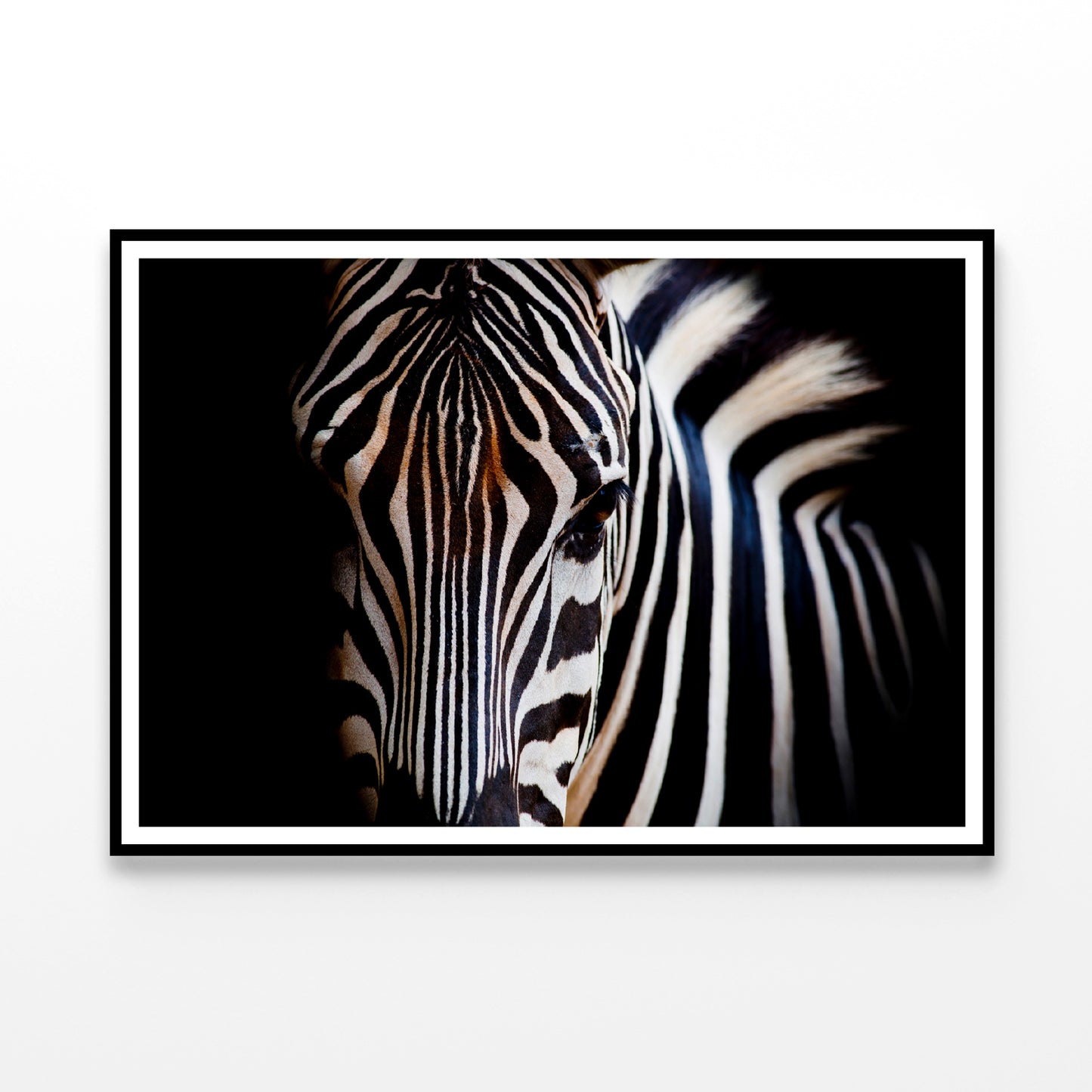 Wild Zebra in Black Background Home Decor Premium Quality Poster Print Choose Your Sizes