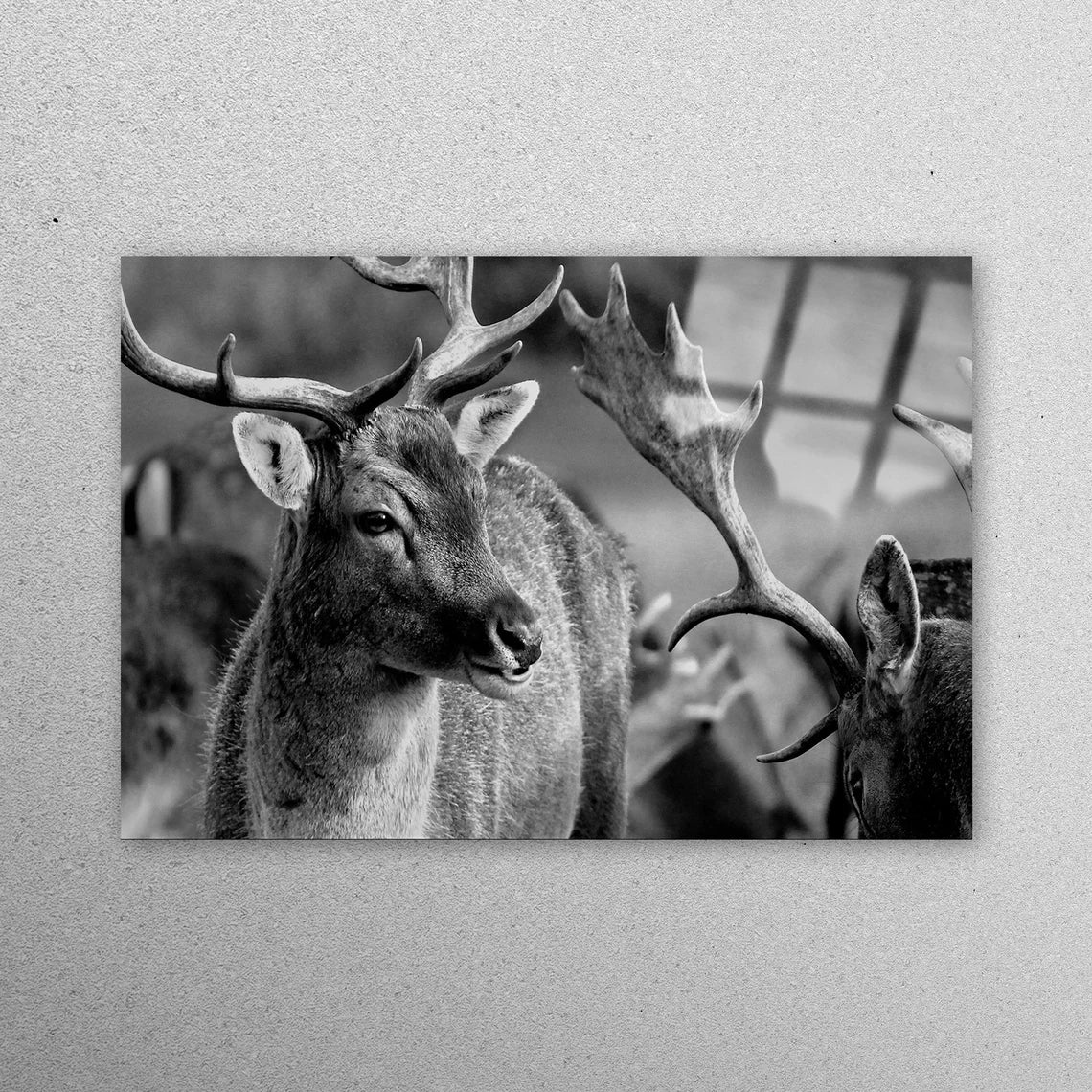 Deer Wildlife Photo Acrylic Glass Print Tempered Glass Wall Art 100% Made in Australia Ready to Hang