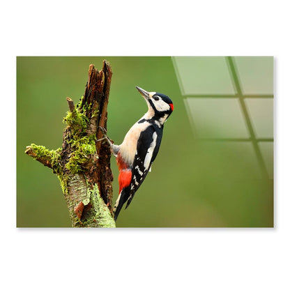 Great Spotted Woodpecker Acrylic Glass Print Tempered Glass Wall Art 100% Made in Australia Ready to Hang