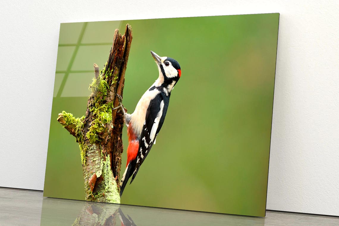 Great Spotted Woodpecker Acrylic Glass Print Tempered Glass Wall Art 100% Made in Australia Ready to Hang