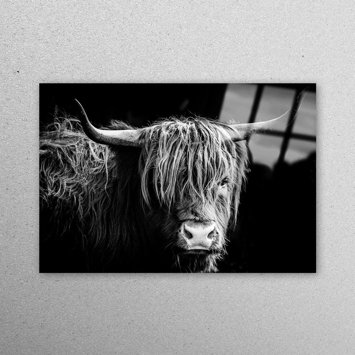 Bull, Wildlife Wall Art Acrylic Glass Print Tempered Glass Wall Art 100% Made in Australia Ready to Hang