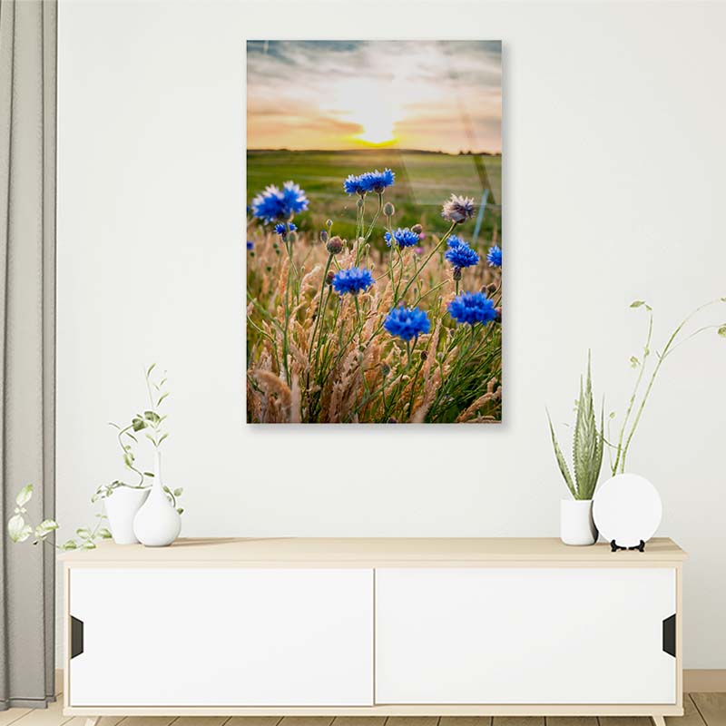 Beautiful Blue Cornflowers Acrylic Glass Print Tempered Glass Wall Art 100% Made in Australia Ready to Hang