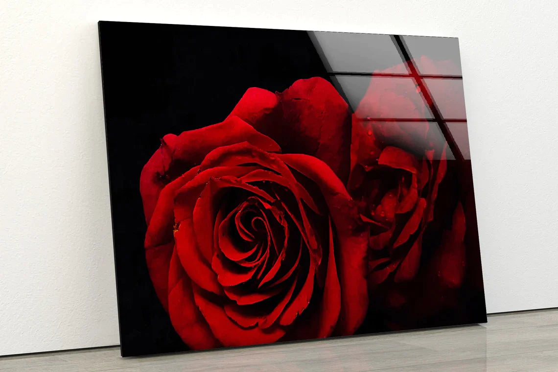 Red Rose Flowers Dark UV Direct Aluminum Print Australian Made Quality