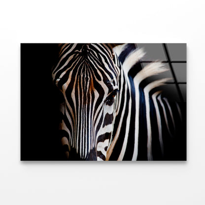 Wild Zebra in Black Background Acrylic Glass Print Tempered Glass Wall Art 100% Made in Australia Ready to Hang