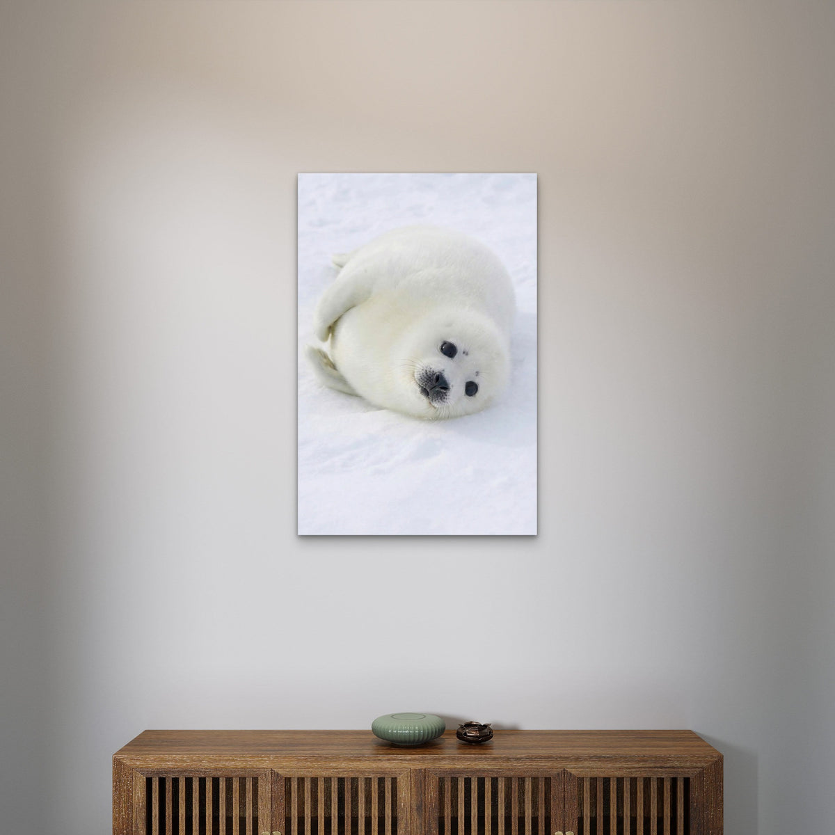 Baby Harp Seal Arctic 40x60cm Metal Print Ready to Hang