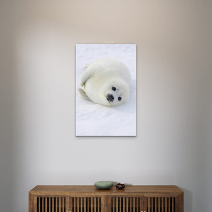 Baby Harp Seal Arctic 40x60cm Metal Print Ready to Hang