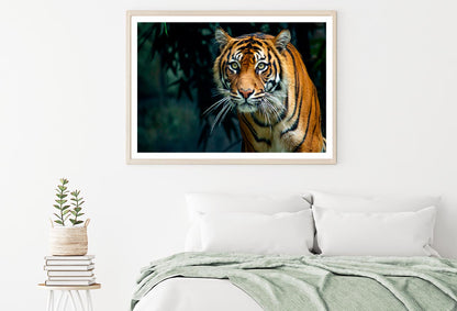 Proud Sumatran Tiger Prowling Towards Home Decor Premium Quality Poster Print Choose Your Sizes