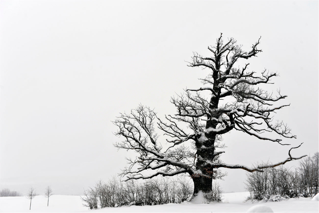 Oak Tree Winter Home Decor Premium Quality Poster Print Choose Your Sizes