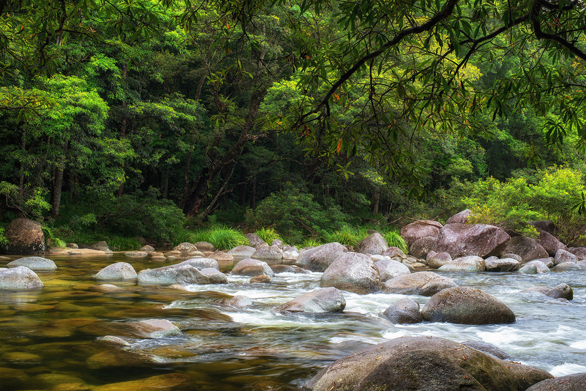 Daintree Rainforest Queensland Mossman River Hiking Wall Art Decor 100% ...