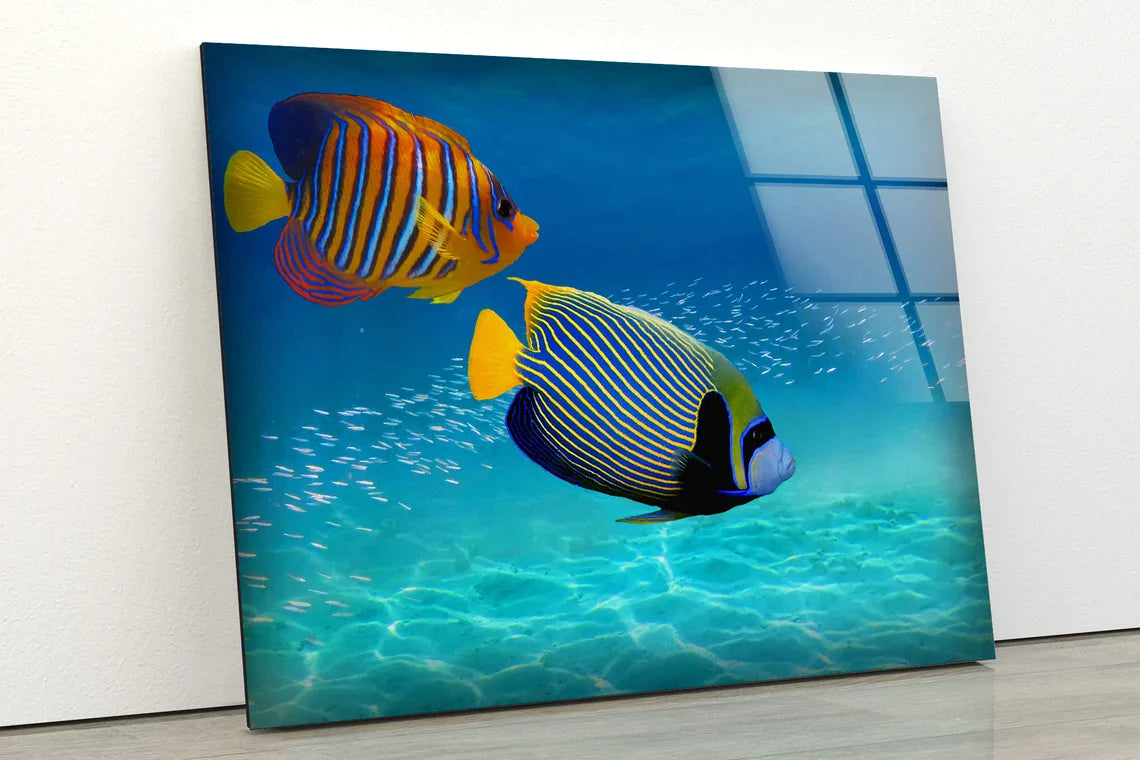 Colorful Fish in Sea UV Direct Aluminum Print Australian Made Quality