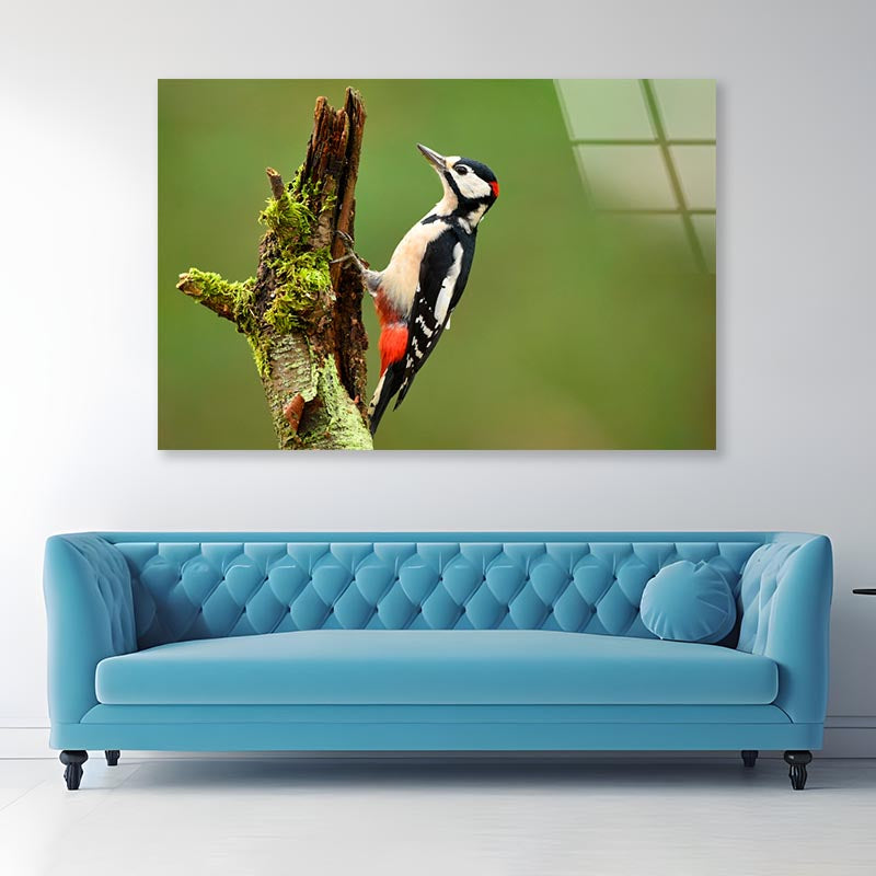 Great Spotted Woodpecker Acrylic Glass Print Tempered Glass Wall Art 100% Made in Australia Ready to Hang