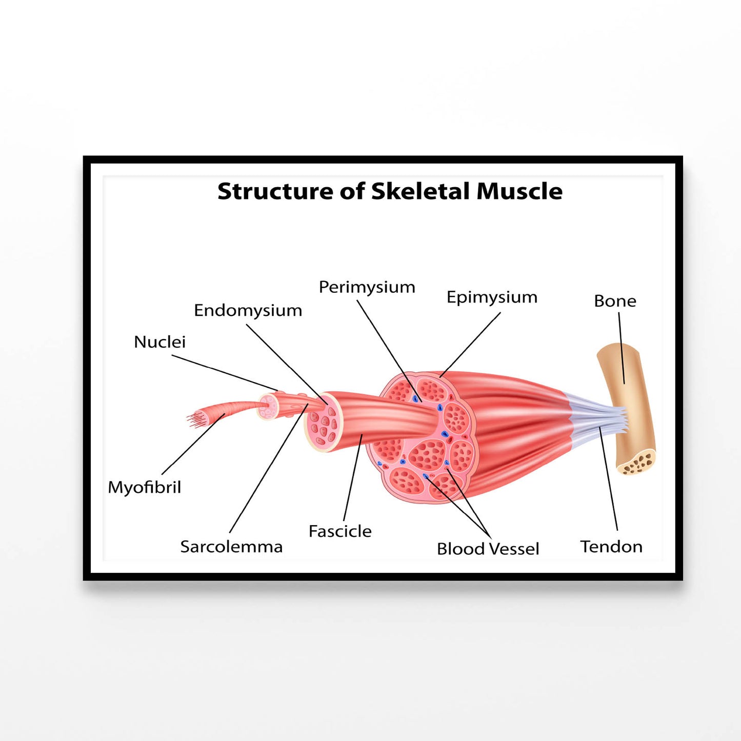 Structure Skeletal Muscle Anatomy Home Decor Premium Quality Poster Print Choose Your Sizes