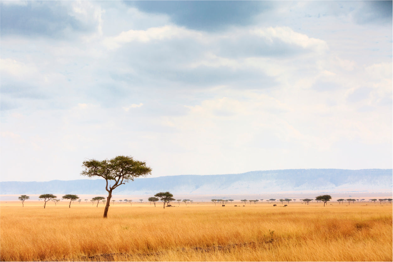 Kenya Open Field with Elephants Home Decor Premium Quality Poster Print Choose Your Sizes