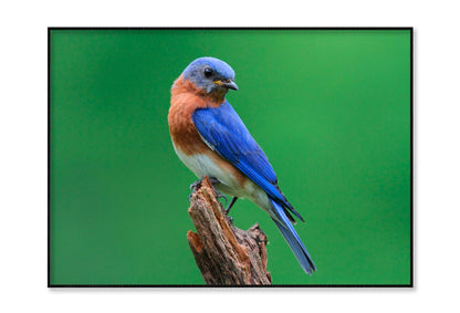 Blue Bird Sitting on Top of a Tree Branch Home Decor Premium Quality Poster Print Choose Your Sizes