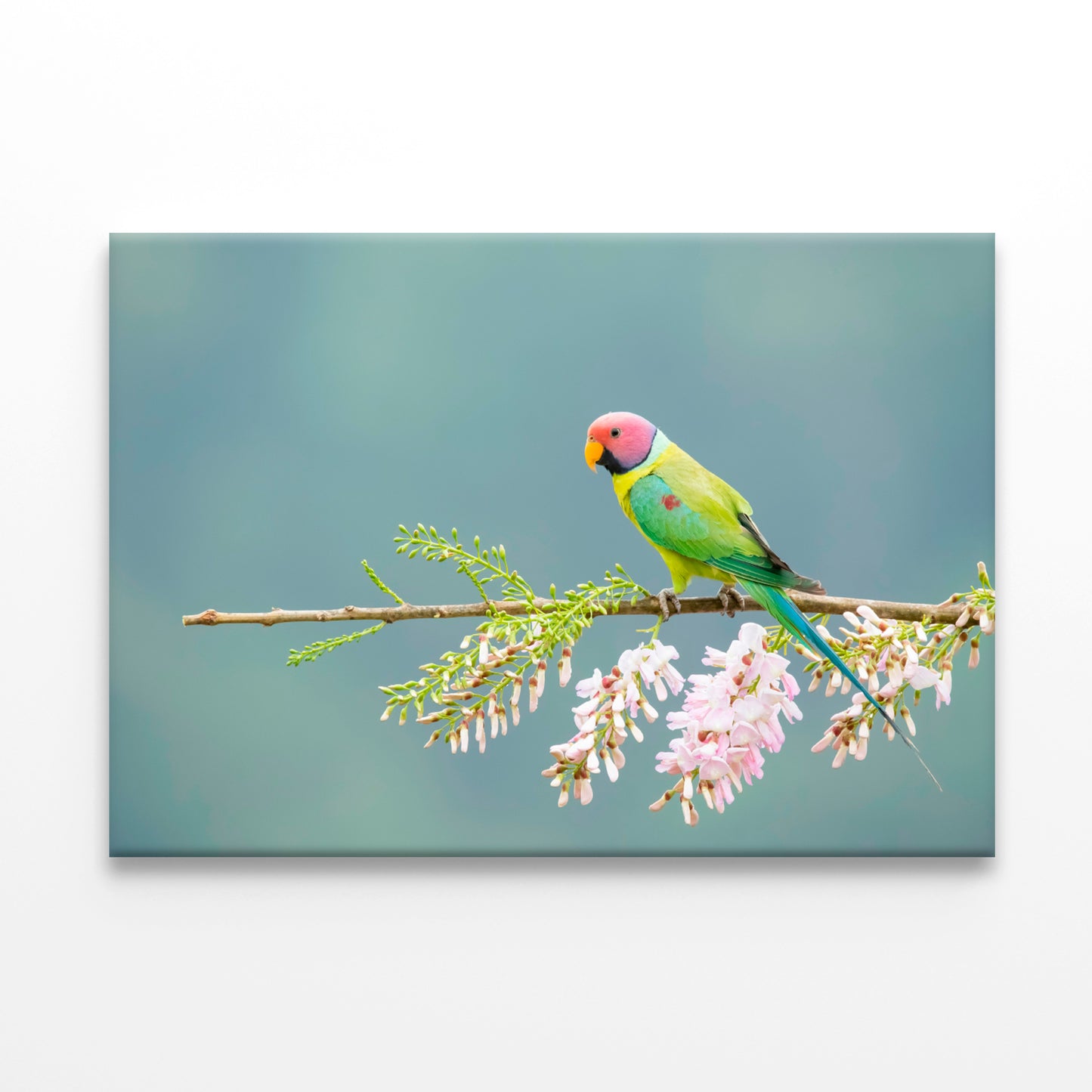 Plum-Headed Parakeet Feeding Wall Art Decor 100% Australian Made