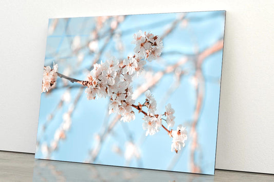 Close-Up Of the Blossoming Branch in Spring Acrylic Glass Print Tempered Glass Wall Art 100% Made in Australia Ready to Hang