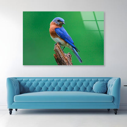 Blue Bird Sitting on Top of a Tree Branch Acrylic Glass Print Tempered Glass Wall Art 100% Made in Australia Ready to Hang