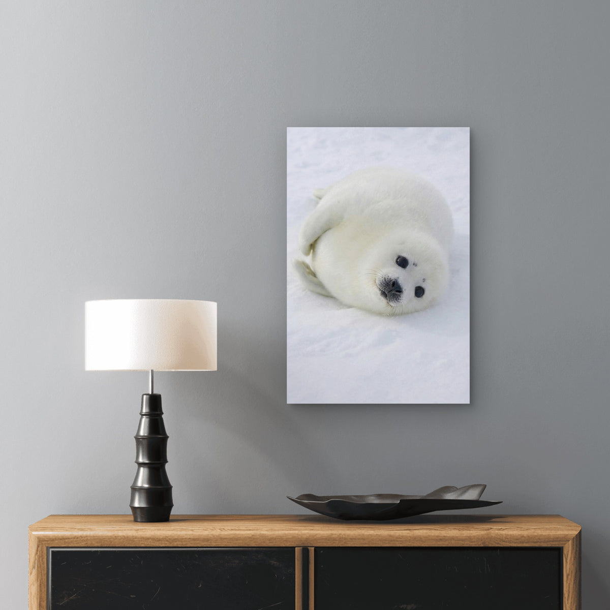 Baby Harp Seal Arctic 40x60cm Metal Print Ready to Hang