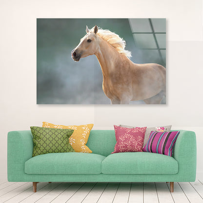 White Lusitano Horse in Movement Acrylic Glass Print Tempered Glass Wall Art 100% Made in Australia Ready to Hang