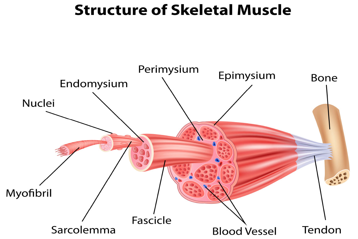 Structure Skeletal Muscle Anatomy Home Decor Premium Quality Poster Print Choose Your Sizes