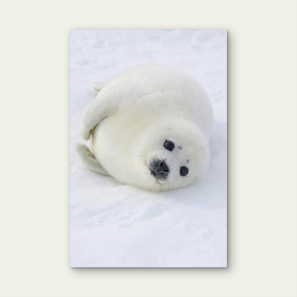 Baby Harp Seal Arctic 40x60cm Metal Print Ready to Hang