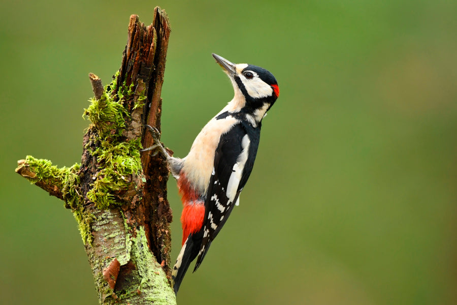 Great Spotted Woodpecker Wall Art Decor 100% Australian Made