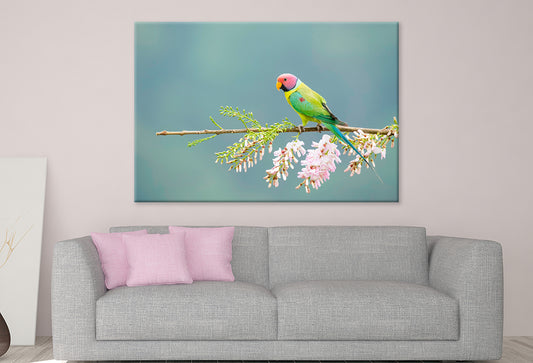 Plum-Headed Parakeet Feeding Wall Art Decor 100% Australian Made