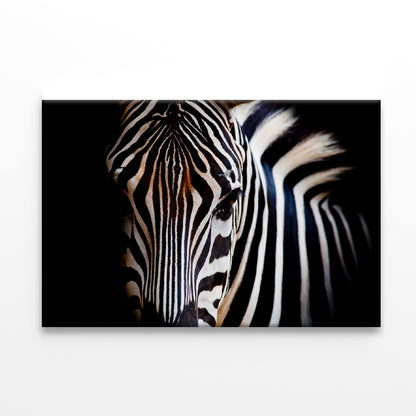 Wild Zebra in Black Background Print 100% Australian Made