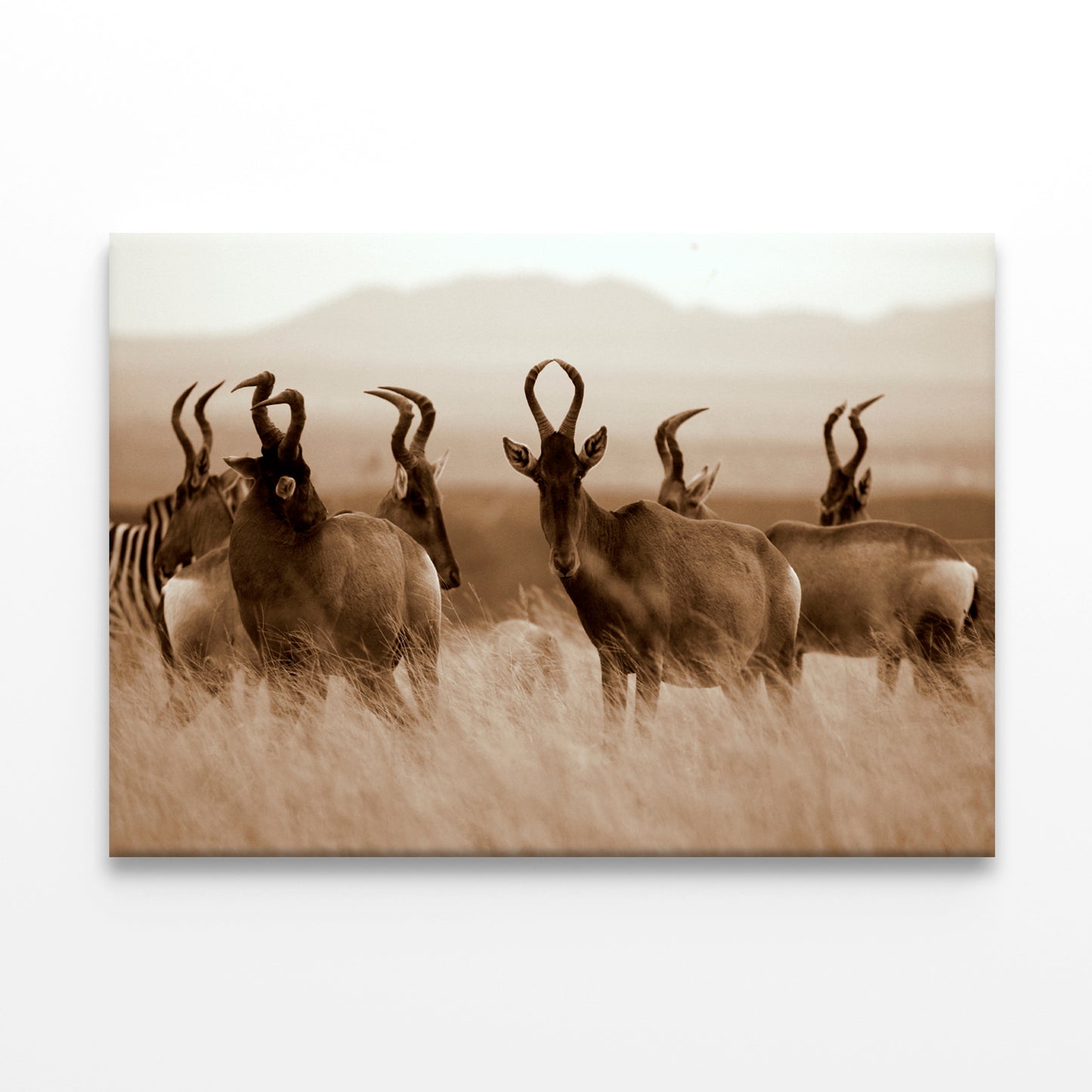 Monochrome Portrait of Hartebeest Wall Art Decor 100% Australian Made