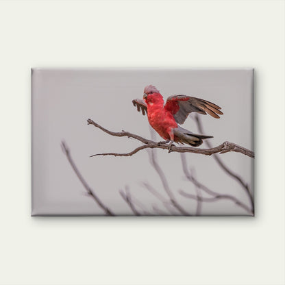 Galah Australia Wings Out Wall Art Decor 100% Australian Made