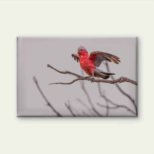 Galah Australia Wings Out Wall Art Decor 100% Australian Made