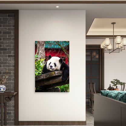Panda Bear Resting On A Wooden Structure 60x90cm Metal Print Ready to Hang