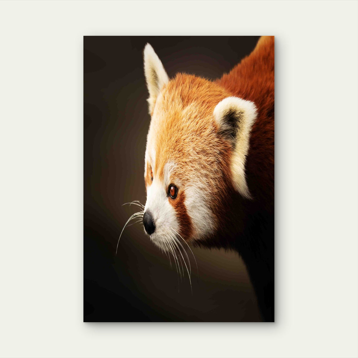 A Close Up Portrait Of Red Panda 60x90cm Metal Print Ready to Hang