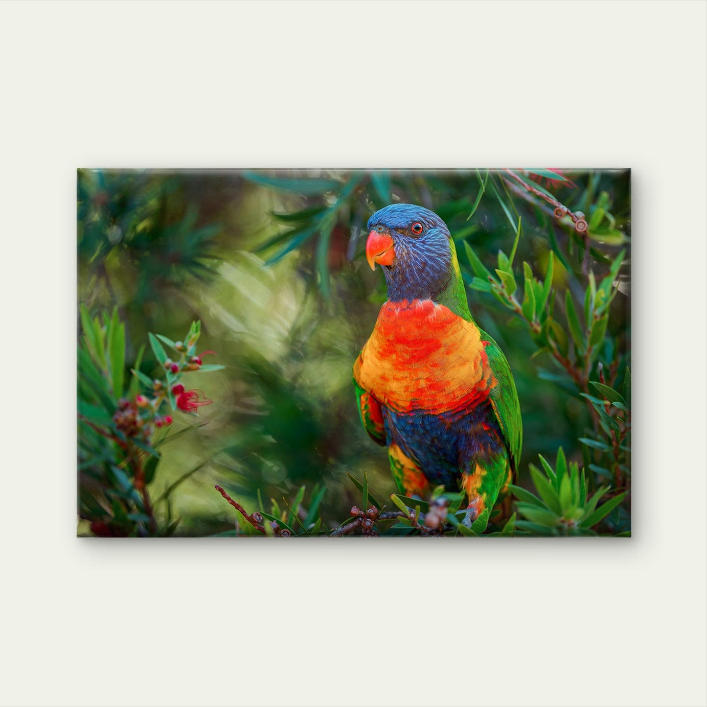Rainbow Lorikeet Eastern Australia Wall Art Decor 100% Australian Made