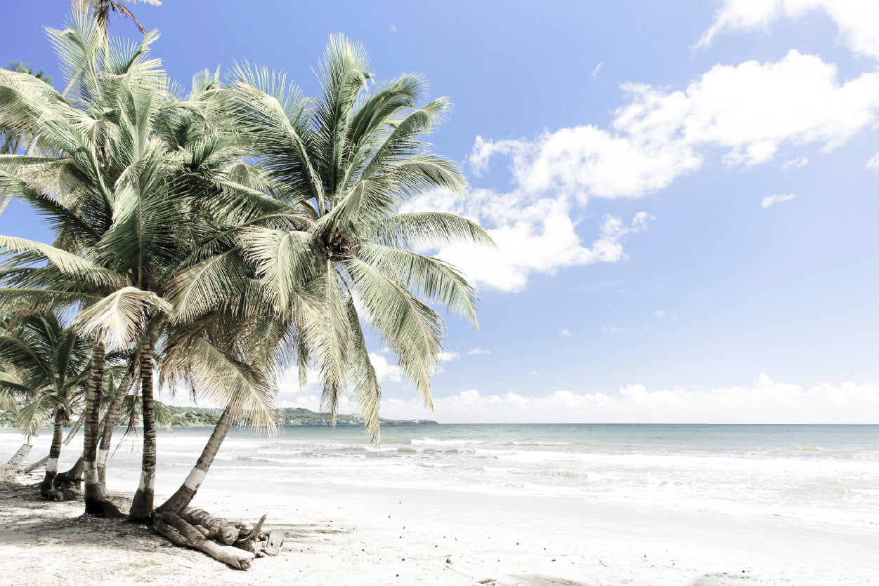 Palm Trees near Sea & Cloudy Blue Sky Photograph Glass Framed Wall Art, Ready to Hang Quality Print