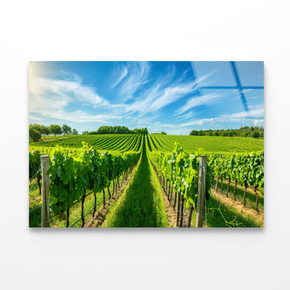 Rows of Green Plants with Sky Acrylic Glass Print Tempered Glass Wall Art 100% Made in Australia Ready to Hang