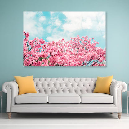 Kawazu Cherry Blossoms Tree & Sky View Acrylic Glass Print Tempered Glass Wall Art 100% Made in Australia Ready to Hang