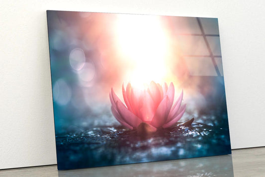 Pink Flower & Sunlight View Acrylic Glass Print Tempered Glass Wall Art 100% Made in Australia Ready to Hang