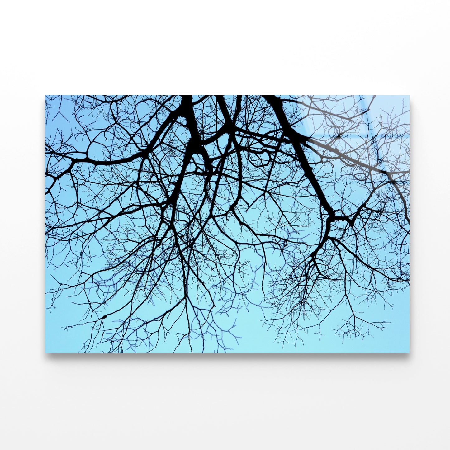 Branches of a Tree against the Sky in winter Acrylic Glass Print Tempered Glass Wall Art 100% Made in Australia Ready to Hang