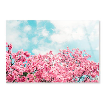 Kawazu Cherry Blossoms Tree & Sky View Acrylic Glass Print Tempered Glass Wall Art 100% Made in Australia Ready to Hang