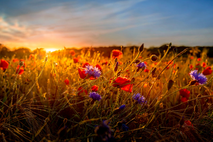 Red & Purple Flowers Meadow Glass Framed Wall Art, Ready to Hang Quality Print