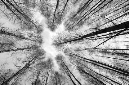 Large Leafless Trees B&W Below View Photograph 90x60cm Print 100% Australian Made