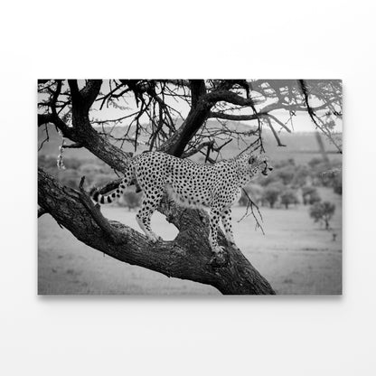 View of Cheetah Stands in Tree in Grassland Acrylic Glass Print Tempered Glass Wall Art 100% Made in Australia Ready to Hang