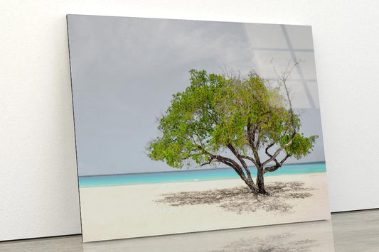 Tree In Beach Acrylic Glass Print Tempered Glass Wall Art 100% Made in Australia Ready to Hang