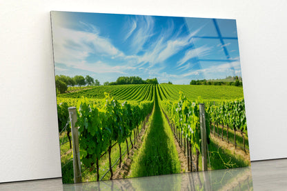 Rows of Green Plants with Sky Acrylic Glass Print Tempered Glass Wall Art 100% Made in Australia Ready to Hang