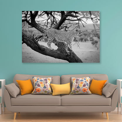 View of Cheetah Stands in Tree in Grassland Acrylic Glass Print Tempered Glass Wall Art 100% Made in Australia Ready to Hang