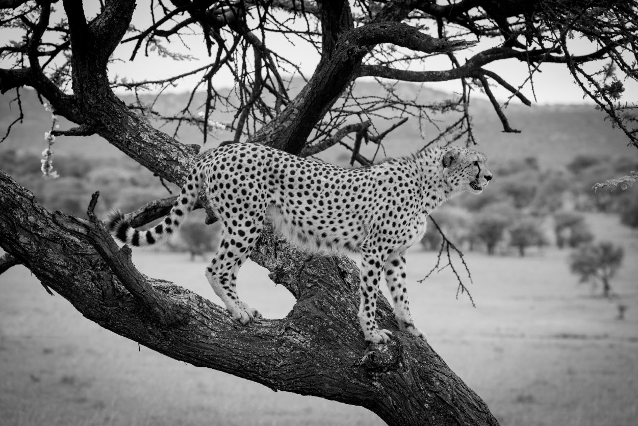 View of Cheetah Stands in Tree in Grassland Home Decor Premium Quality Poster Print Choose Your Sizes