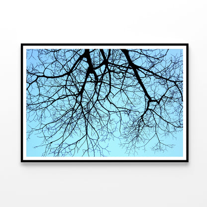 Branches of a Tree against the Sky in winter Home Decor Premium Quality Poster Print Choose Your Sizes