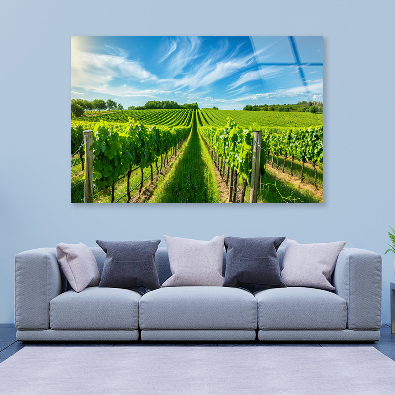 Rows of Green Plants with Sky Acrylic Glass Print Tempered Glass Wall Art 100% Made in Australia Ready to Hang