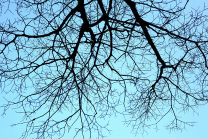 Branches of a Tree against the Sky in winter Home Decor Premium Quality Poster Print Choose Your Sizes